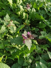 Lamium maculatum