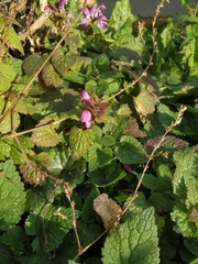 Lamium maculatum