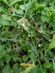 Capsella bursa-pastoris