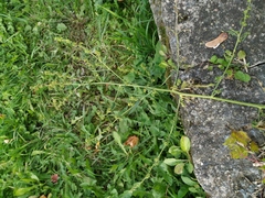 Atriplex patula