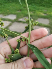 Atriplex patula