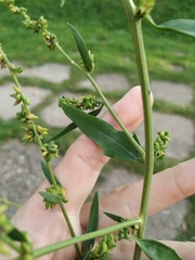 Atriplex patula