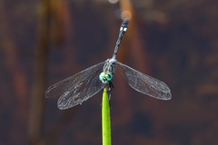 Micrathyria catenata