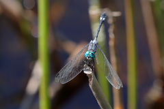 Micrathyria catenata