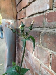 Sonchus oleraceus