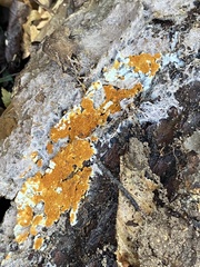 Botryobasidium aureum