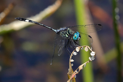 Micrathyria catenata