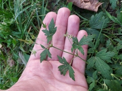 Geranium palustre