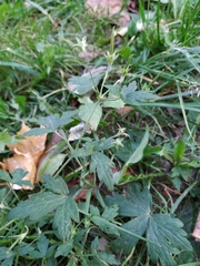 Geranium palustre