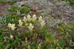 Castilleja pallida