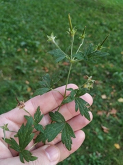 Geranium palustre