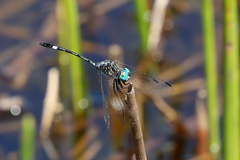 Micrathyria catenata