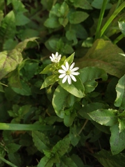 Stellaria aquatica