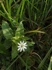 Stellaria aquatica