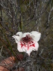 Gladiolus variegatus