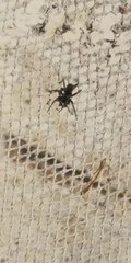 Araneae
