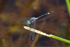 Micrathyria catenata