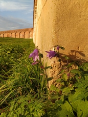 Campanula rapunculoides