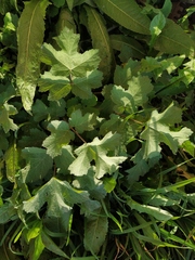 Heracleum sphondylium sibiricum