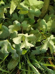 Heracleum sphondylium sibiricum