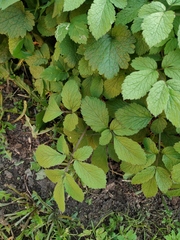 Chaerophyllum aromaticum