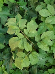 Chaerophyllum aromaticum