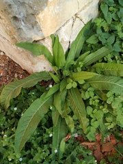 Bunias orientalis