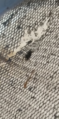 Araneae