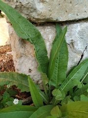 Bunias orientalis