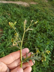 Senecio vulgaris