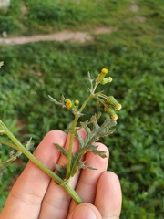 Senecio vulgaris