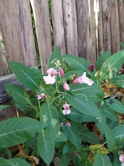 Impatiens glandulifera
