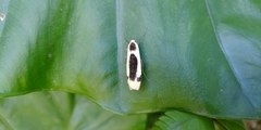 Thysanoptyx incurvata