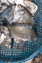 Acanthopagrus pacificus