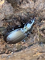 Sphaeroderus
