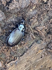 Sphaeroderus