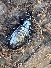 Sphaeroderus