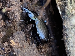Sphaeroderus