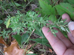 Crocanthemum bicknellii