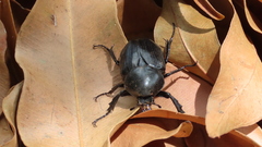 Hypselogenia geotrupina geotrupina