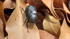 Hypselogenia geotrupina geotrupina