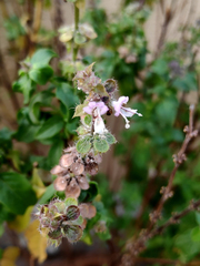 Ocimum basilicum