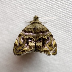 Choreutis metallica