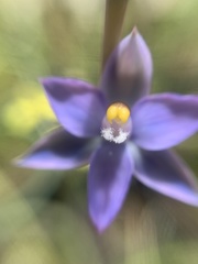 Thelymitra peniculata