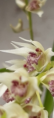 Dendrobium eriiflorum