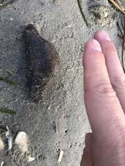 Sclerodactyla briareus