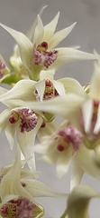 Dendrobium eriiflorum