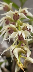 Dendrobium eriiflorum