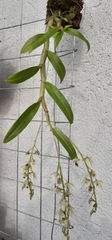 Dendrobium eriiflorum