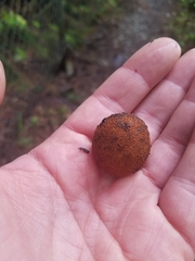 Elaphomyces muricatus